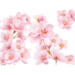 Clearance Kneipp Soft Skin Sugar & Oil Bodyscrub 220 GR