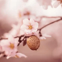 Sale Weleda Amandel Verzachtende Gezichtsolie 50 ML