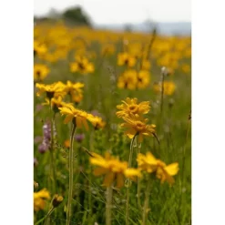 Hot Weleda Arnica Sport Massageolie 100 ML