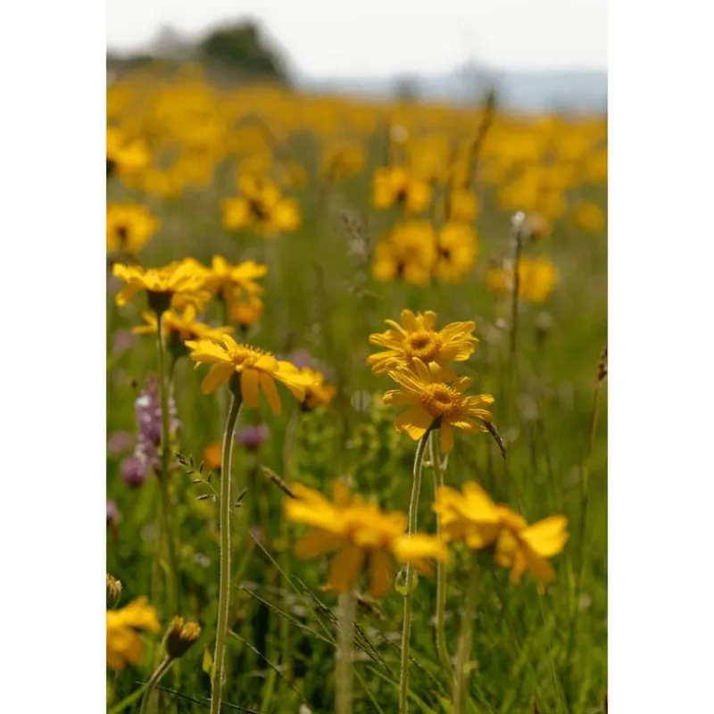 Hot Weleda Arnica Sport Massageolie 100 ML