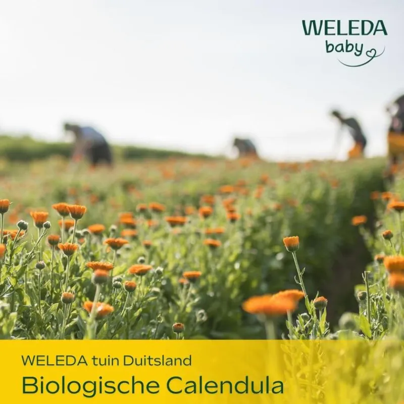 Clearance Weleda Baby Calendula Verzorgende Olie