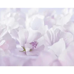 New Weleda Baby Witte Malva Sensitive Gezichtscrème