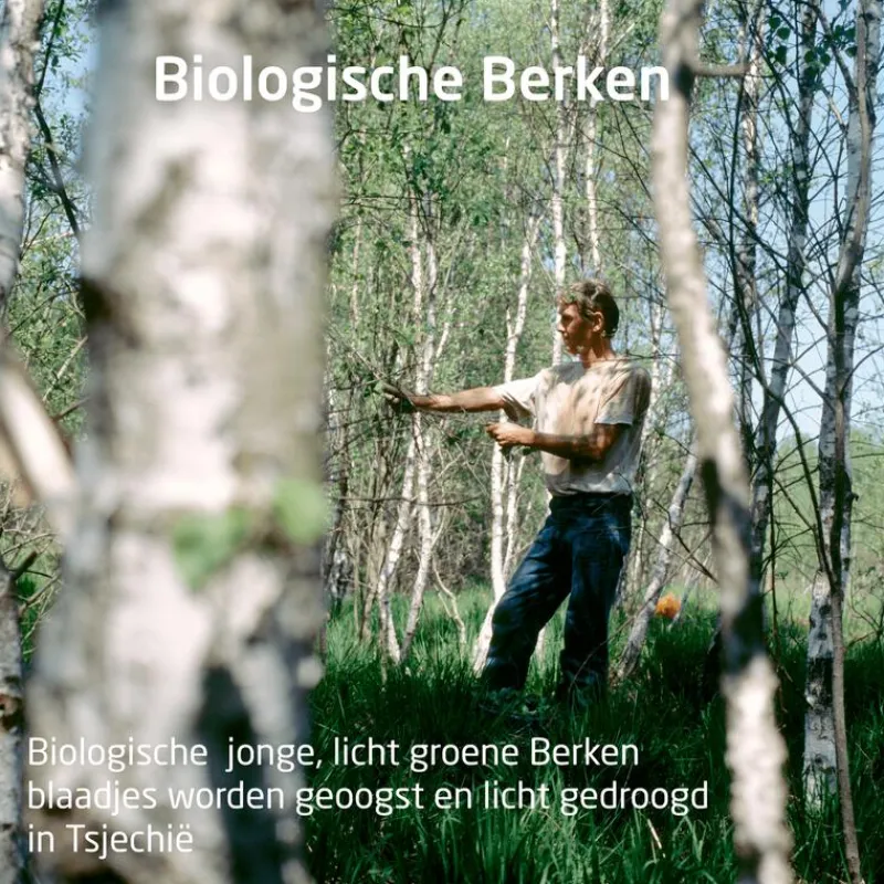 Hot Weleda berken anti cellulitus olie 100ML