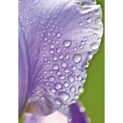 Outlet Weleda Iris Regenererende Nachtcrème 30 ML