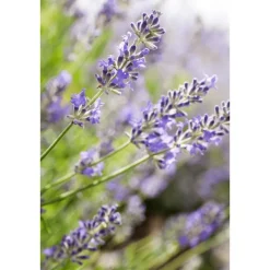 Clearance Weleda Lavendel Ontspannende Body Olie 100 ML