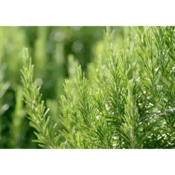 Online Weleda Men hydraterende crème