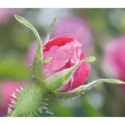 Clearance Weleda Wilde Rozen & Witte Thee Vitaliserende Dagcrème 40 ML