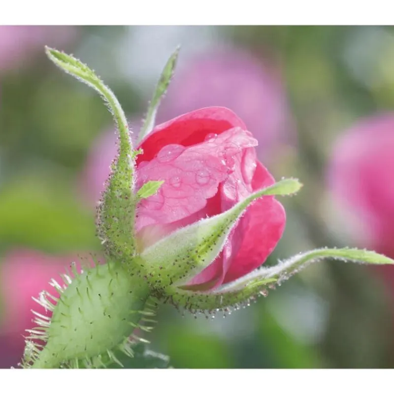 New Weleda Wilde Rozen & Witte Thee Vitaliserende Nachtcrème 40 ML