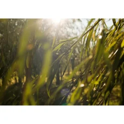 Discount Weleda Zuiverende Reinigingsgel 100 ML