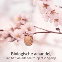 Outlet Weleda Zwangerschapsolie